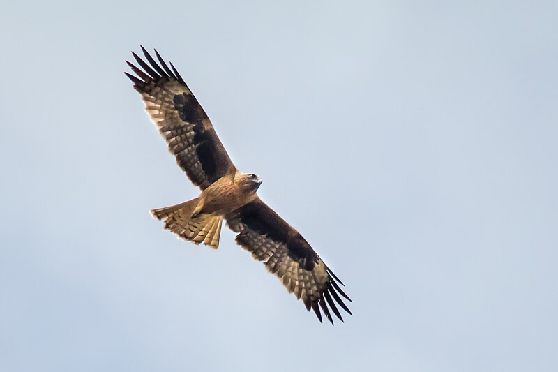Little Eagle (Hieraaetus morphnoides) photo