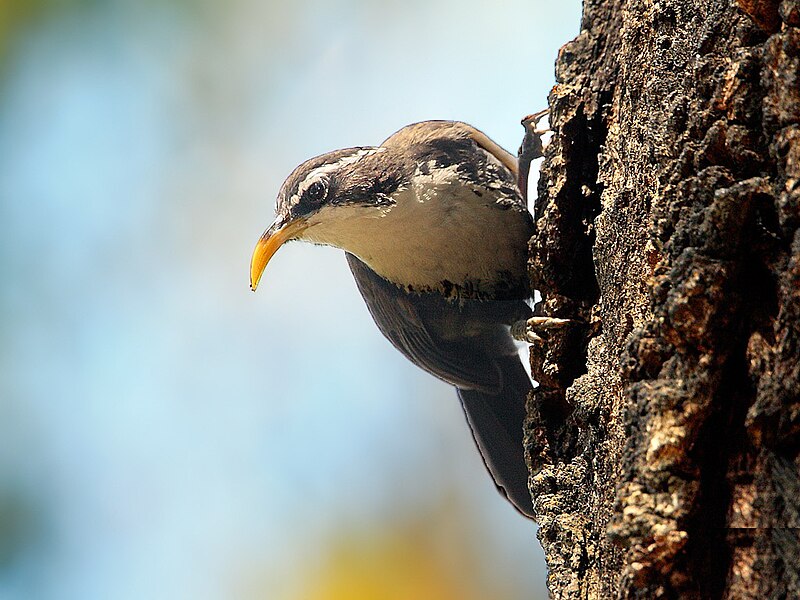 Indian Scimitar-Babbler (Pomatorhinus horsfieldii) photo