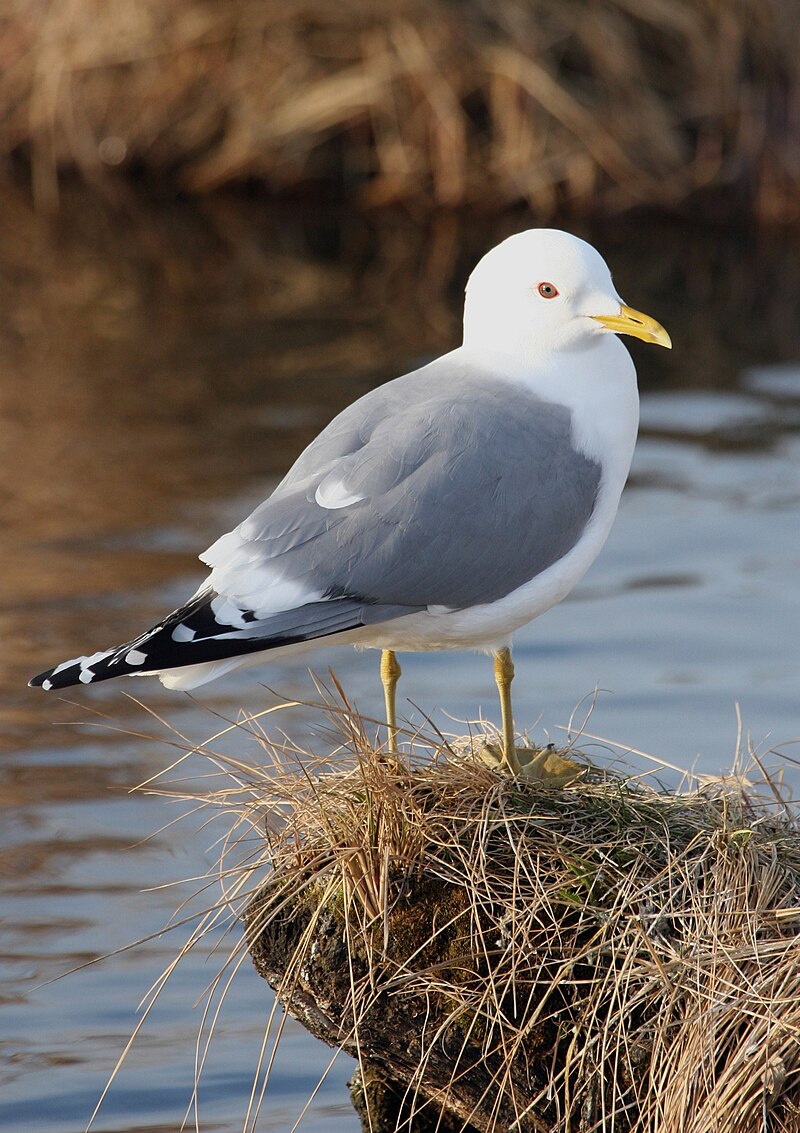 Short-billed Gull (Larus brachyrhynchus) photo