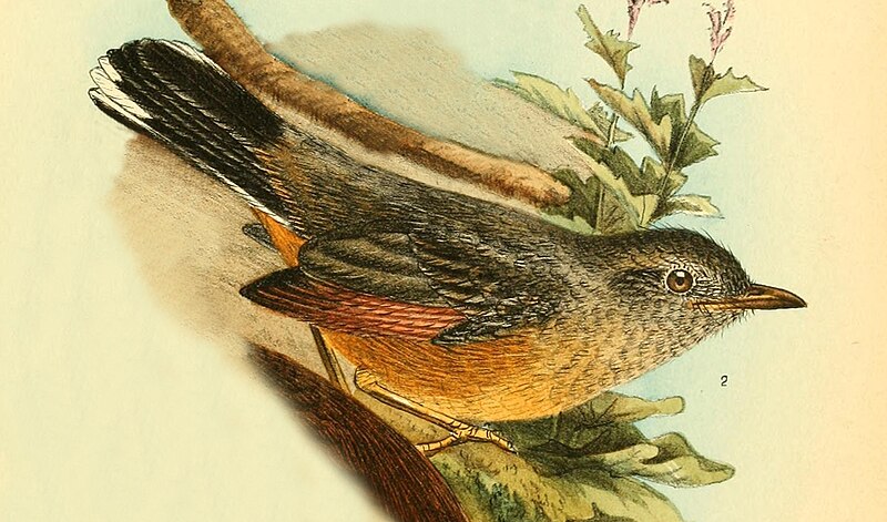 White-tailed Ant-Thrush (Neocossyphus poensis) photo