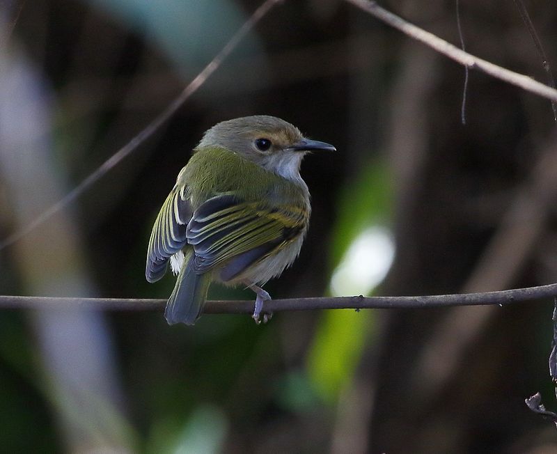 Rusty-fronted Tody-Flycatcher (Poecilotriccus latirostris) photo
