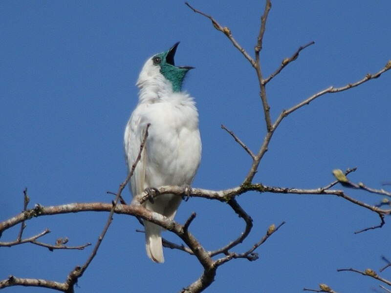Bare-throated Bellbird (Procnias nudicollis) photo