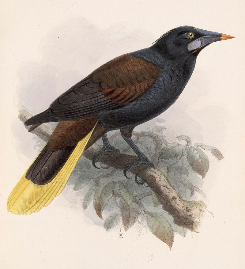 Black Oropendola (Psarocolius guatimozinus) photo
