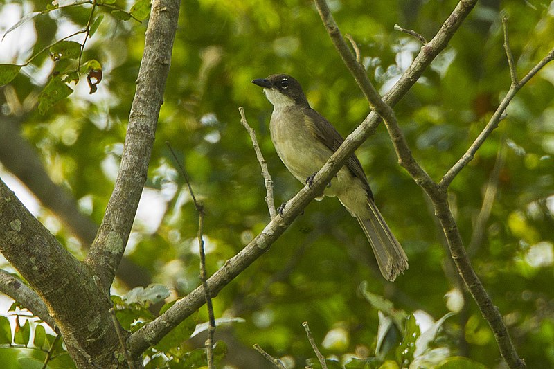 Simple Greenbul (Chlorocichla simplex) photo