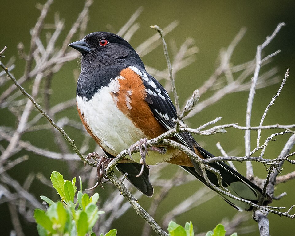 Spotted Towhee (Pipilo maculatus)