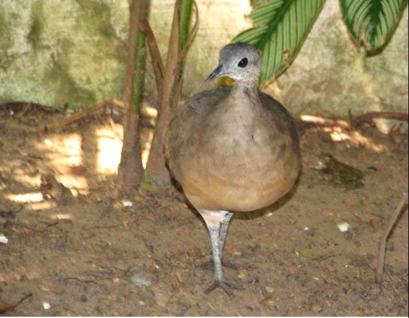 White-throated Tinamou (Tinamus guttatus) photo