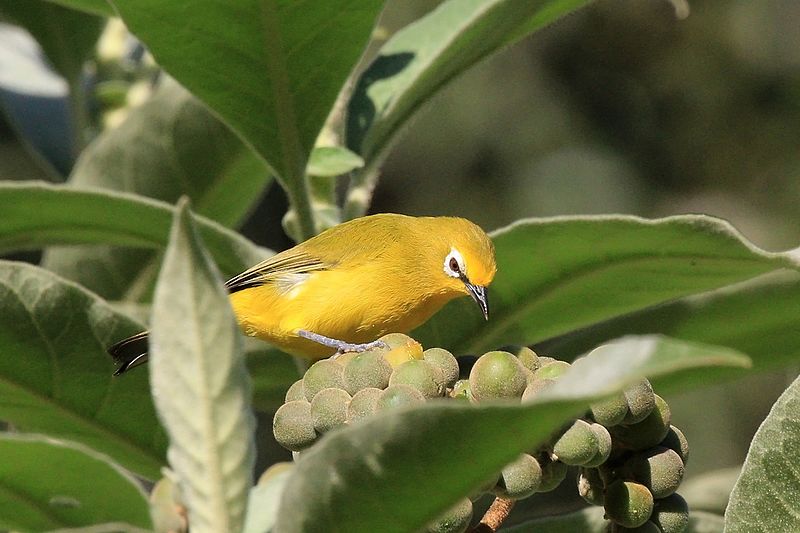 Northern Yellow White-eye (Zosterops senegalensis) photo
