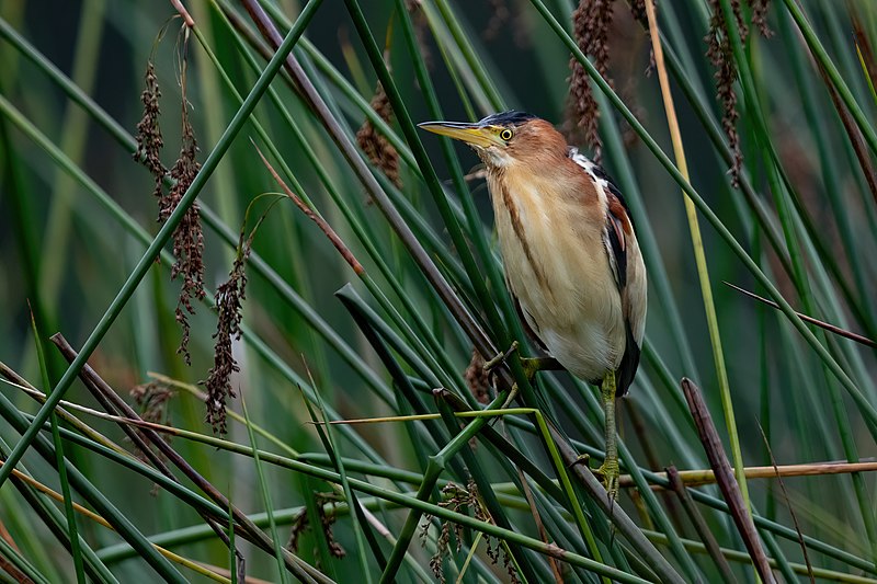 Black-backed Bittern (Botaurus dubius) photo