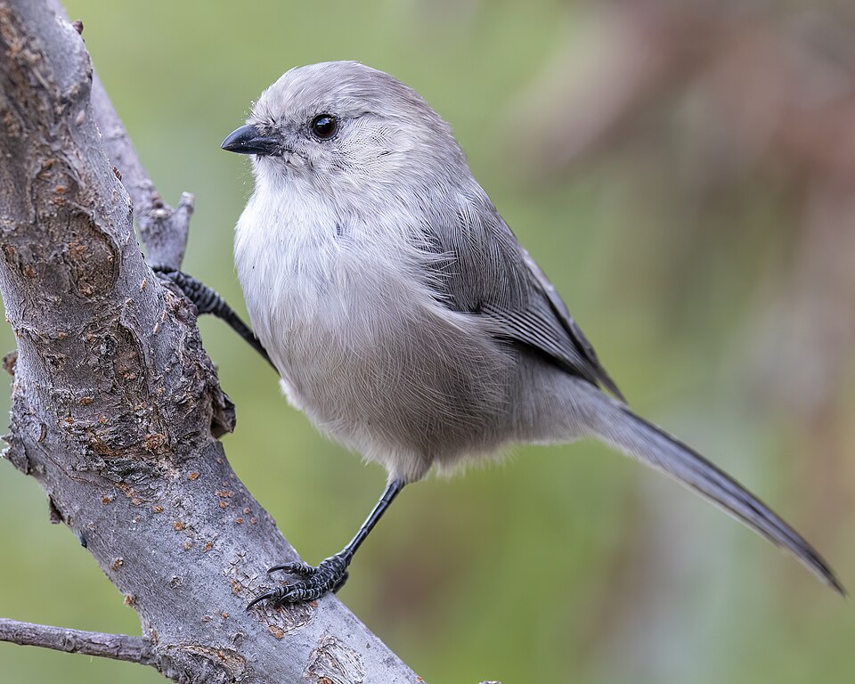 Bushtit (Psaltriparus minimus)