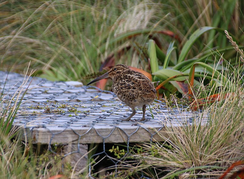 Subantarctic Snipe (Coenocorypha aucklandica) photo