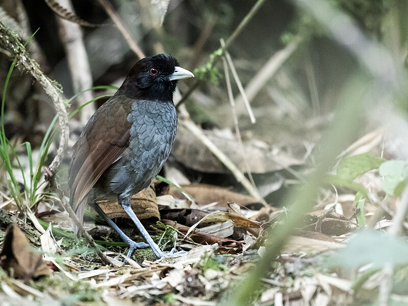 Pale-billed Antpitta (Grallaria carrikeri) photo