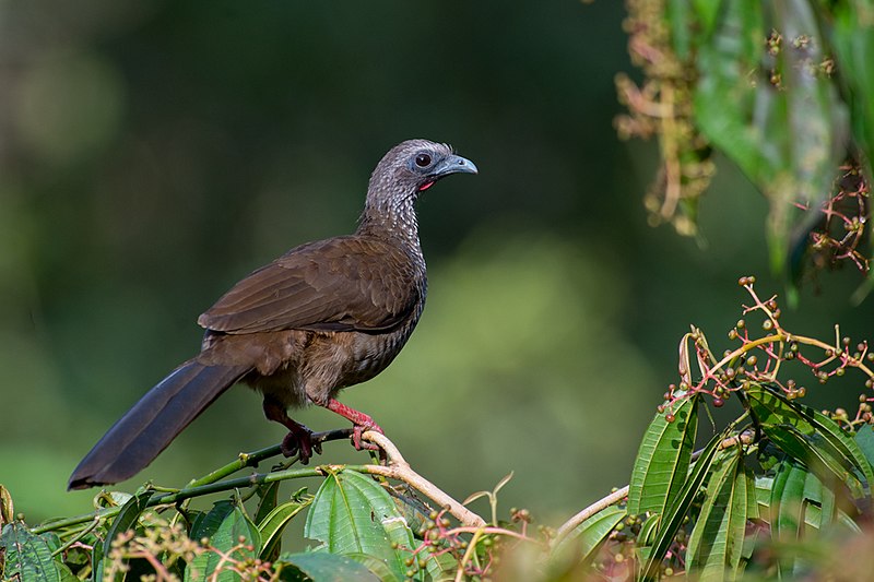 Speckled Chachalaca (Ortalis guttata) photo
