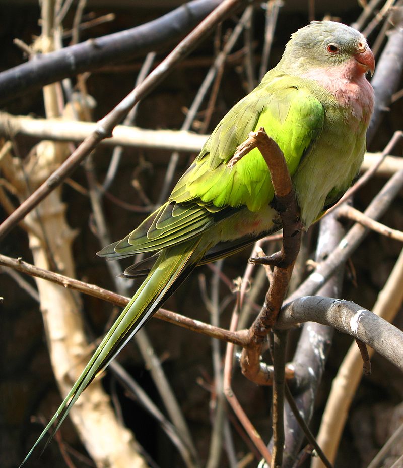 Princess Parrot (Polytelis alexandrae) photo