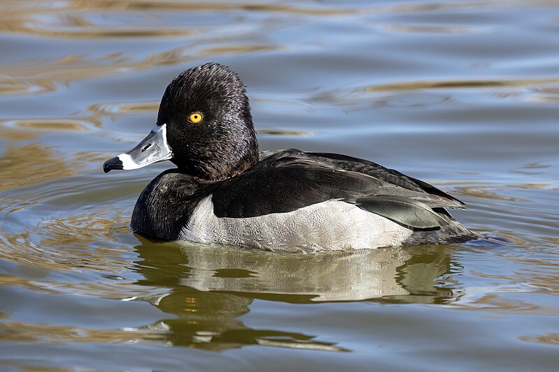 Ring-necked Duck (Aythya collaris) photo