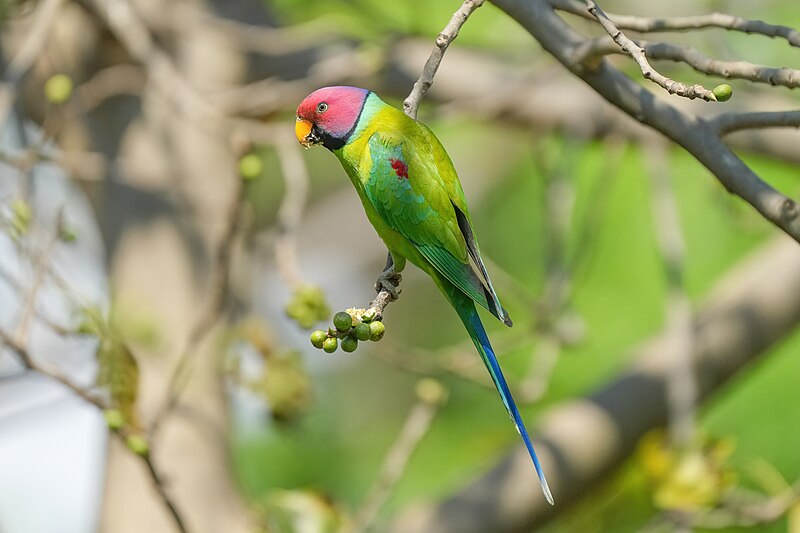 Plum-headed Parakeet (Psittacula cyanocephala) photo