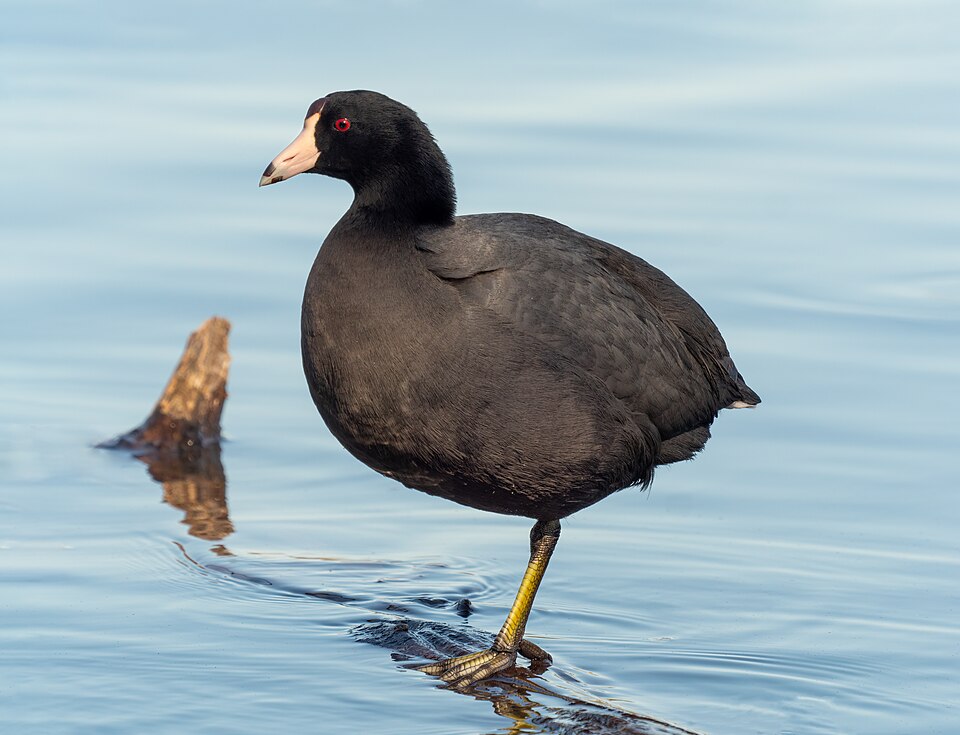 American Coot (Fulica americana)
