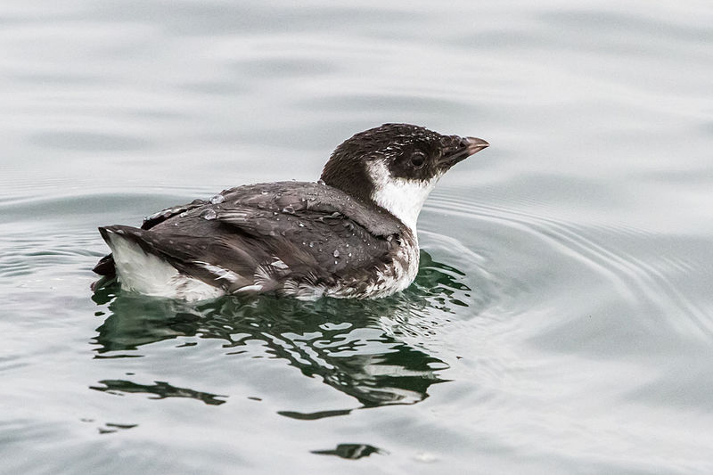 Ancient Murrelet (Synthliboramphus antiquus) photo