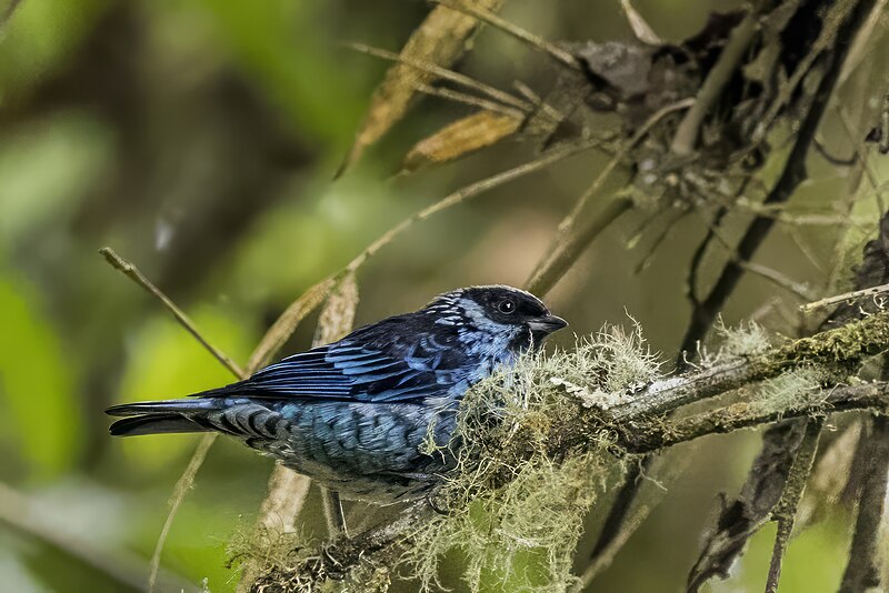 Beryl-spangled Tanager (Tangara nigroviridis) photo