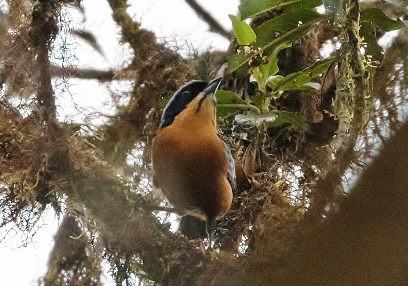 Chestnut-bellied Mountain Tanager (Dubusia castaneoventris) photo