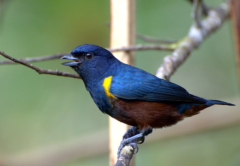 Chestnut-bellied Euphonia (Euphonia pectoralis) photo