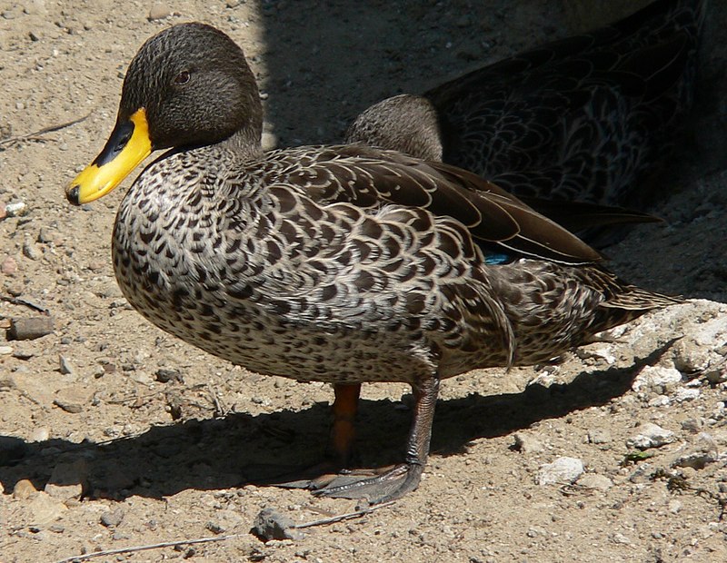 Yellow-billed Duck (Anas undulata) photo
