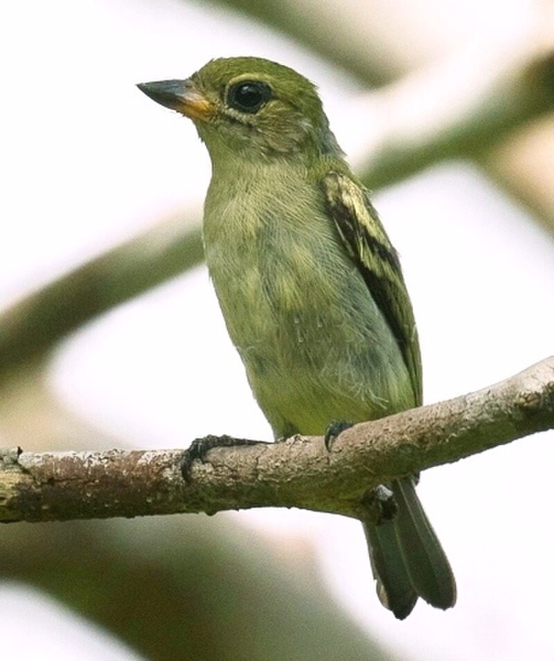Green Tinkerbird (Pogoniulus simplex) photo