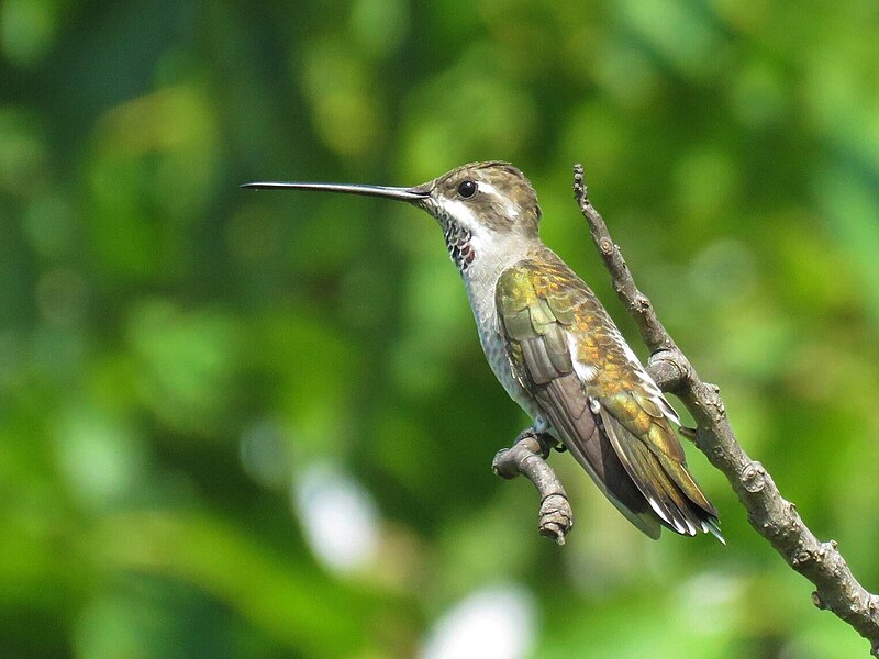 Plain-capped Starthroat (Heliomaster constantii) photo