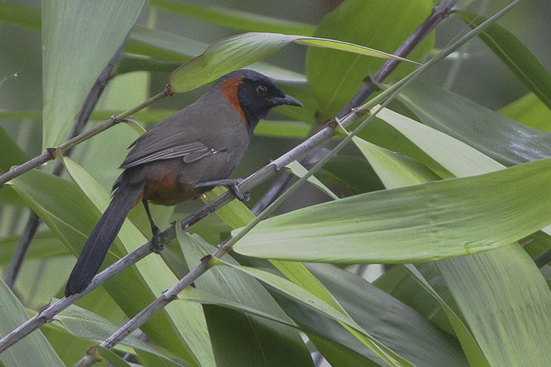 Rufous-necked Laughingthrush (Pterorhinus ruficollis) photo