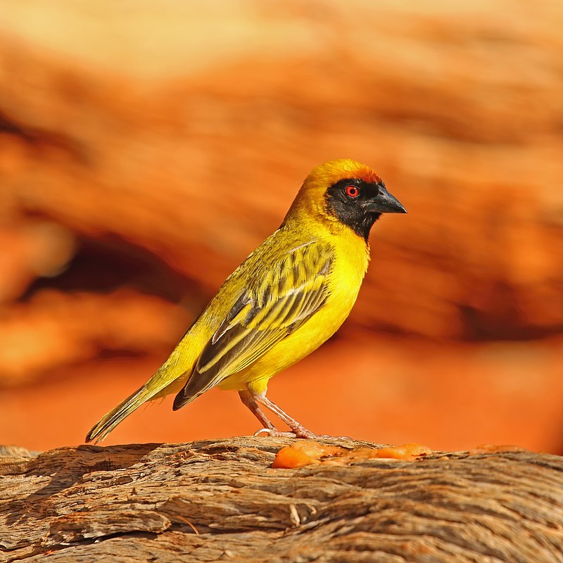 Southern Masked-Weaver (Ploceus velatus) photo