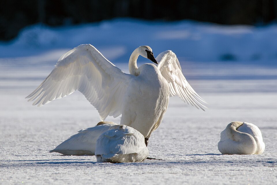 Trumpeter Swan (Cygnus buccinator)