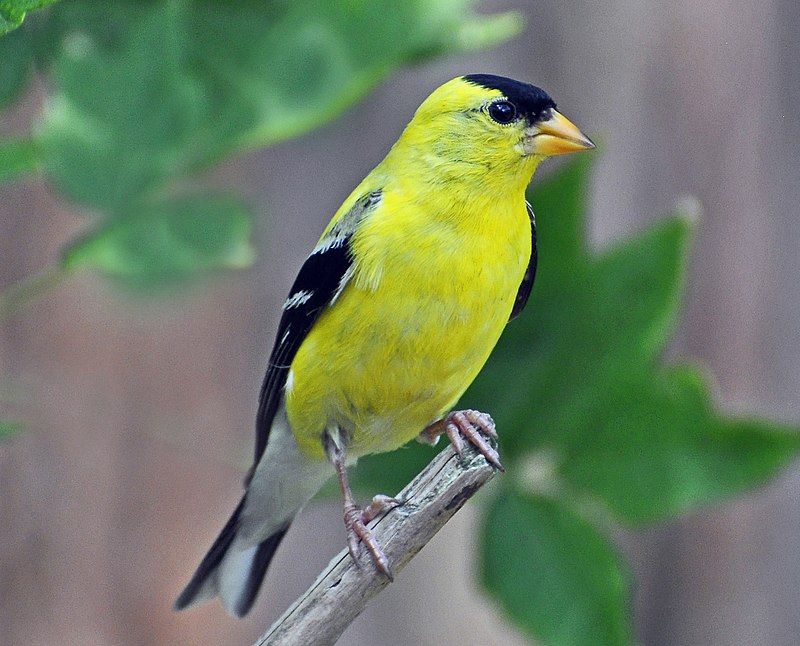 American Goldfinch (Spinus tristis) photo