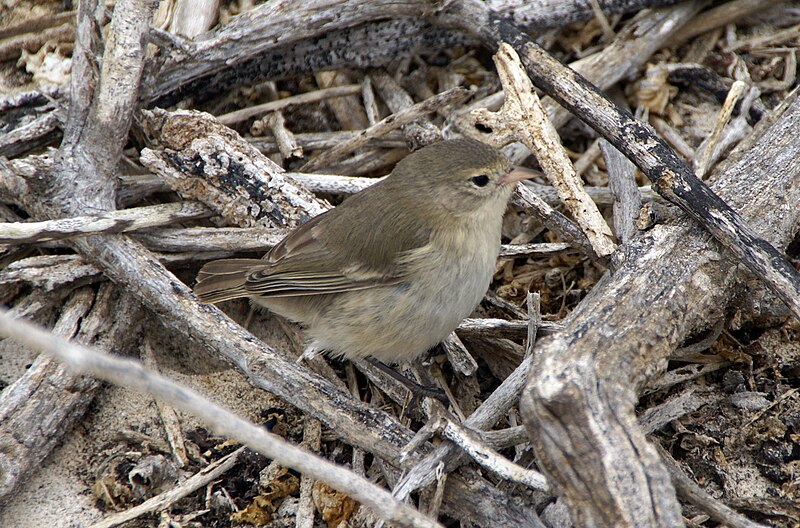 Gray Warbler-Finch (Certhidea fusca) photo