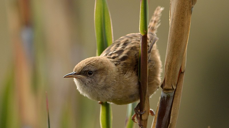 Apolinar's Wren (Cistothorus apolinari) photo