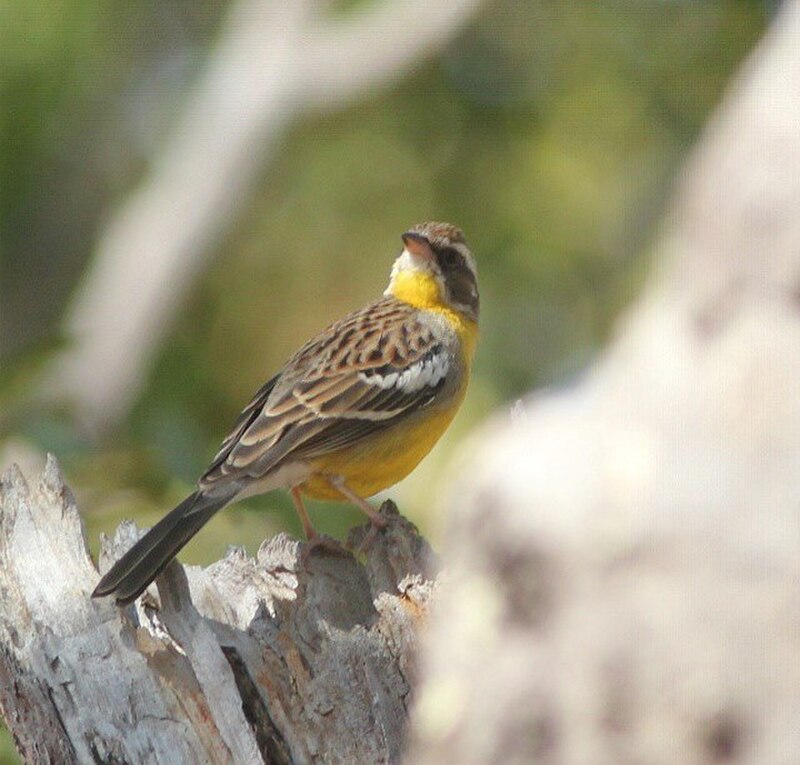 Cabanis's Bunting (Emberiza cabanisi) photo