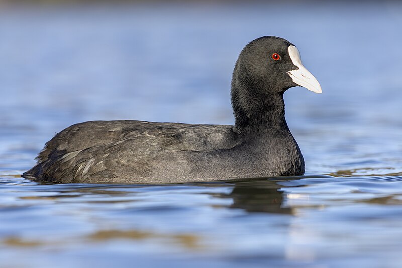 Eurasian Coot (Fulica atra) photo