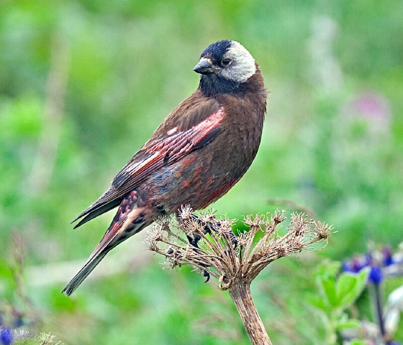 Gray-crowned Rosy-Finch (Leucosticte tephrocotis) photo