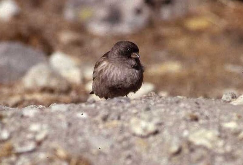 Black-headed Mountain Finch (Leucosticte brandti) photo