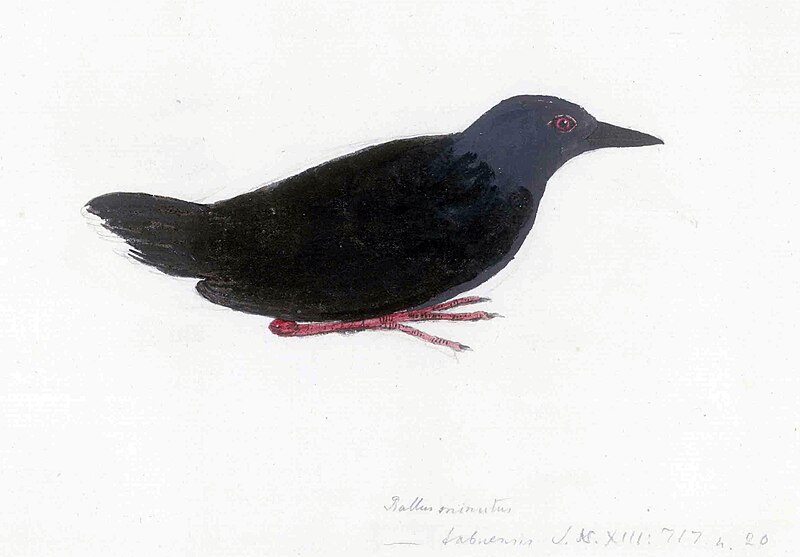 Miller's Rail (Zapornia nigra) photo