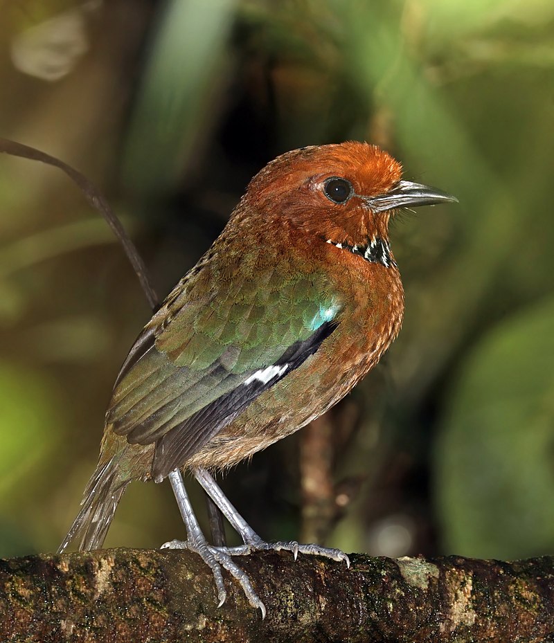 Rufous-headed Ground-Roller (Atelornis crossleyi) photo