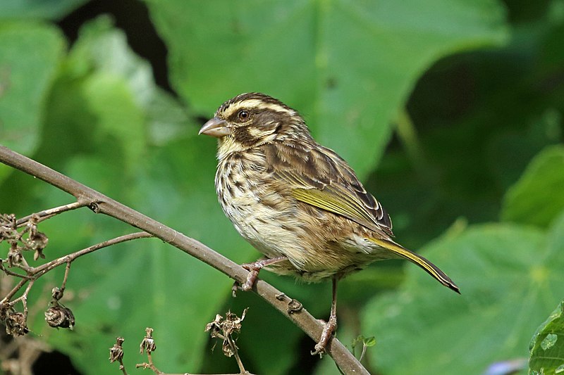 Streaky Seedeater (Crithagra striolata) photo