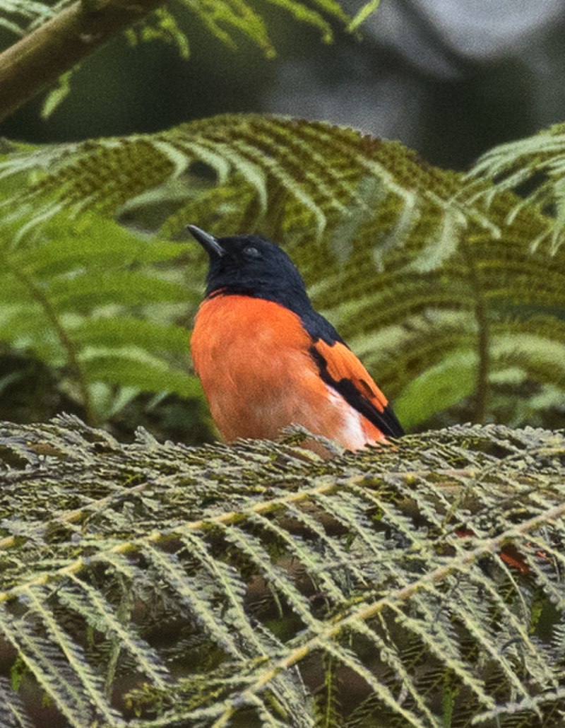 Sunda Minivet (Pericrocotus miniatus) photo