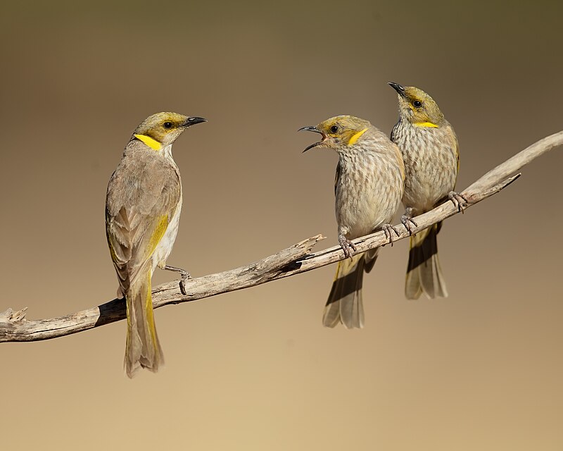 Yellow-plumed Honeyeater (Ptilotula ornata) photo