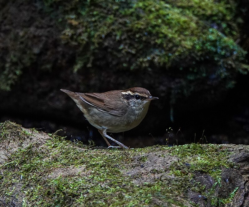 Asian Stubtail (Urosphena squameiceps) photo