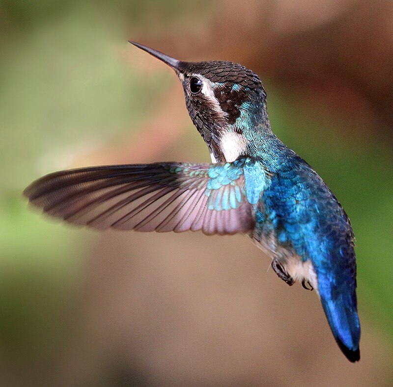 Bee Hummingbird (Mellisuga helenae) photo