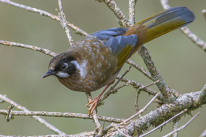 Black-faced Laughingthrush (Trochalopteron affine) photo