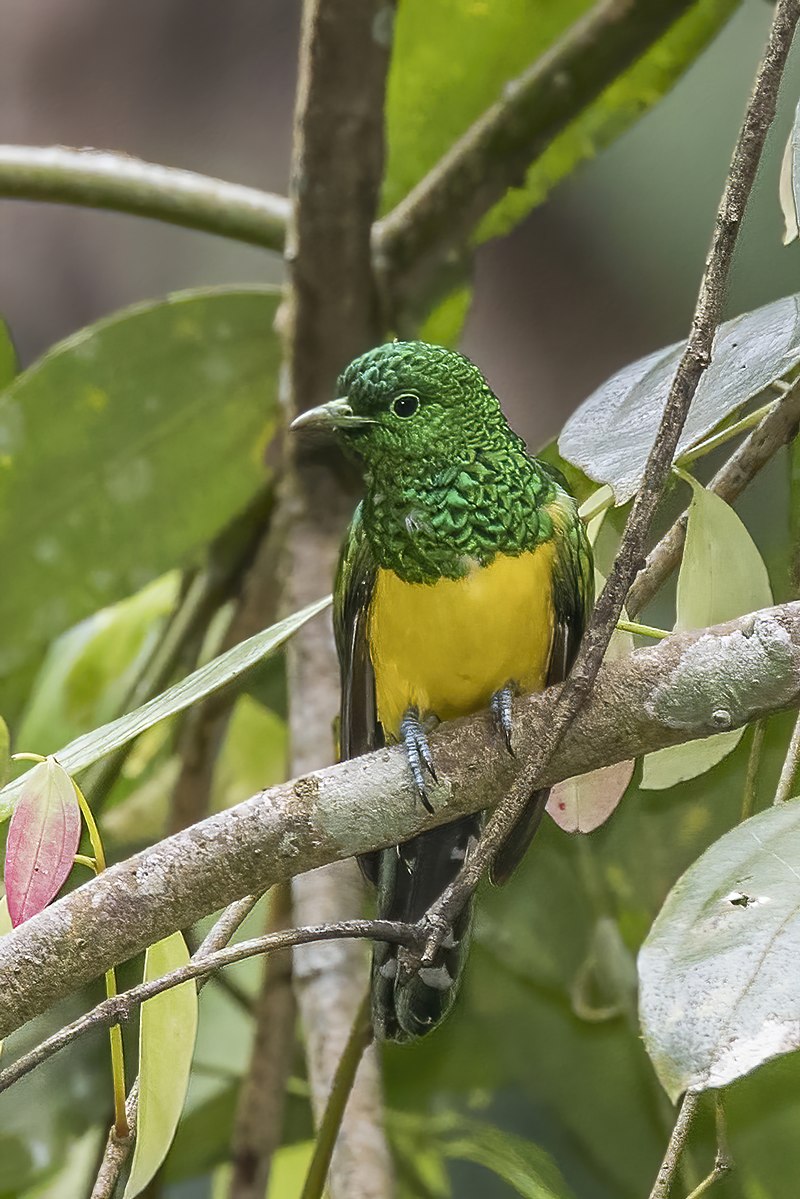 African Emerald Cuckoo (Chrysococcyx cupreus) photo
