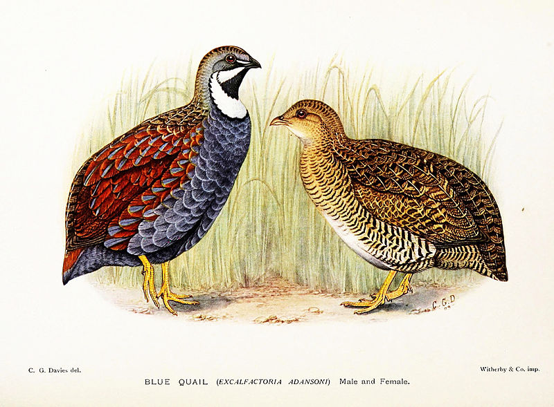 Blue Quail (Synoicus adansonii) photo