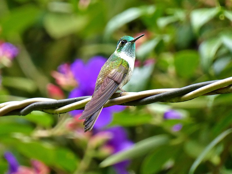 Green-throated Mountain-gem (Lampornis viridipallens) photo