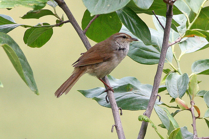 Manchurian Bush Warbler (Horornis canturians) photo