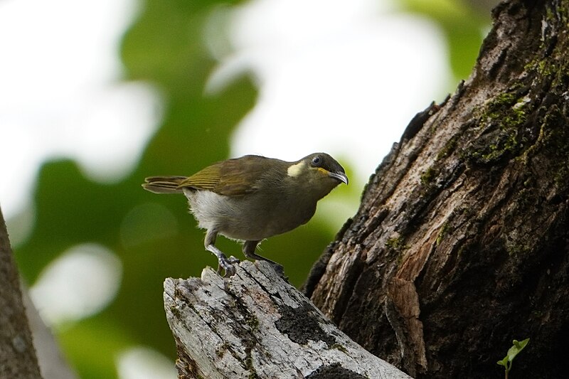 Mimic Honeyeater (Meliphaga analoga) photo